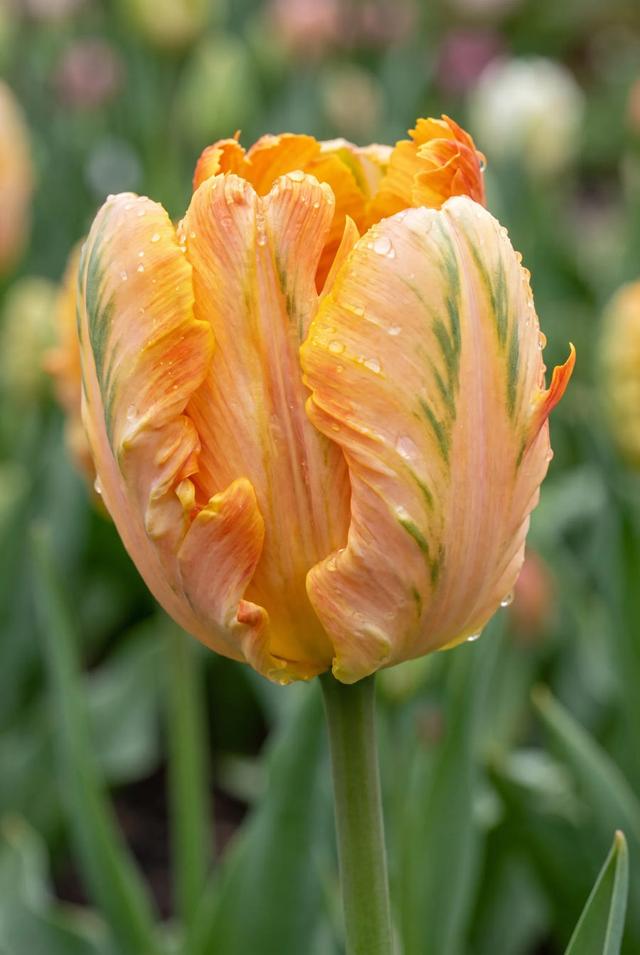 Tulipa Parrot King — close-up van de bloem