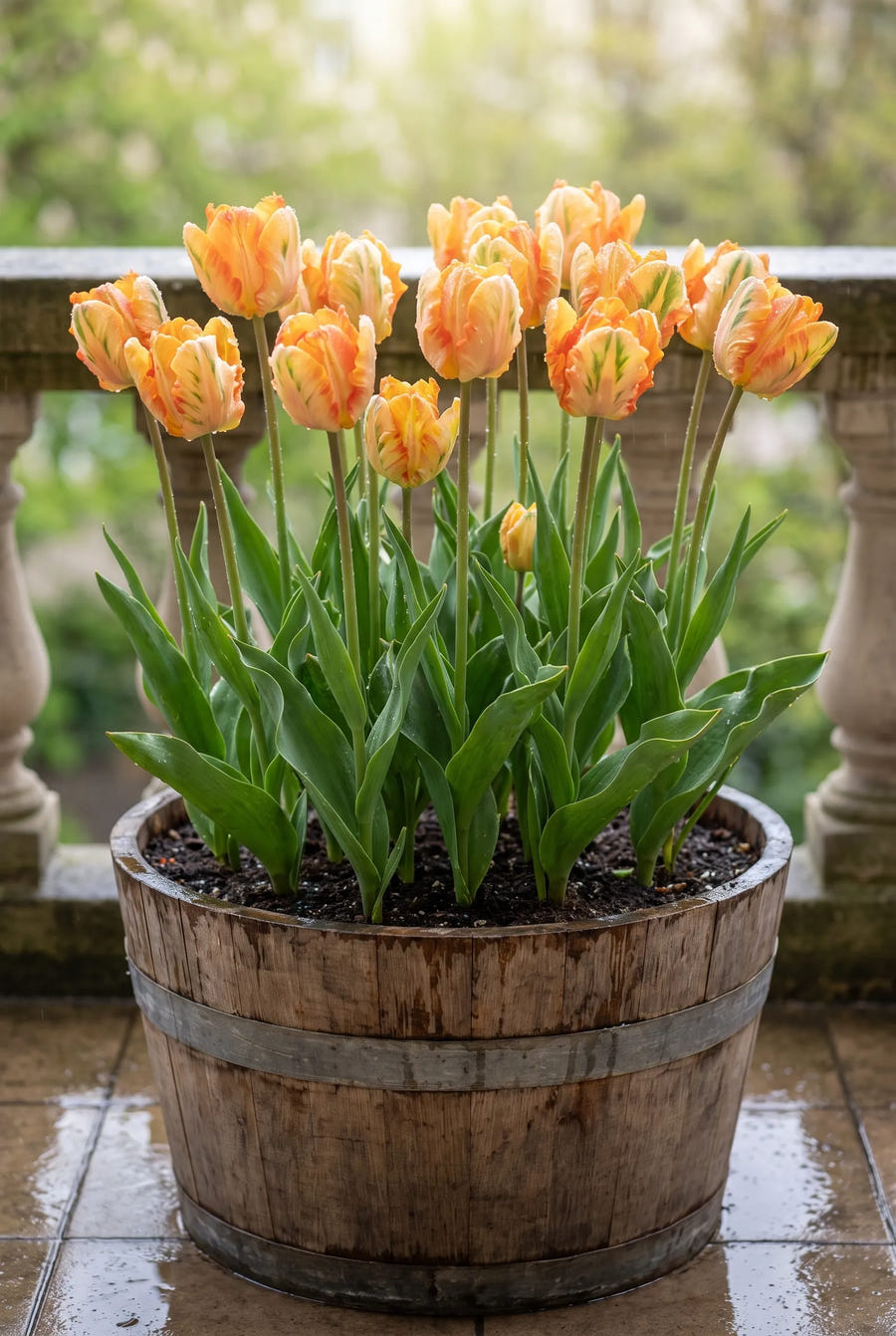 Tulipa Parrot King — in pot op terras