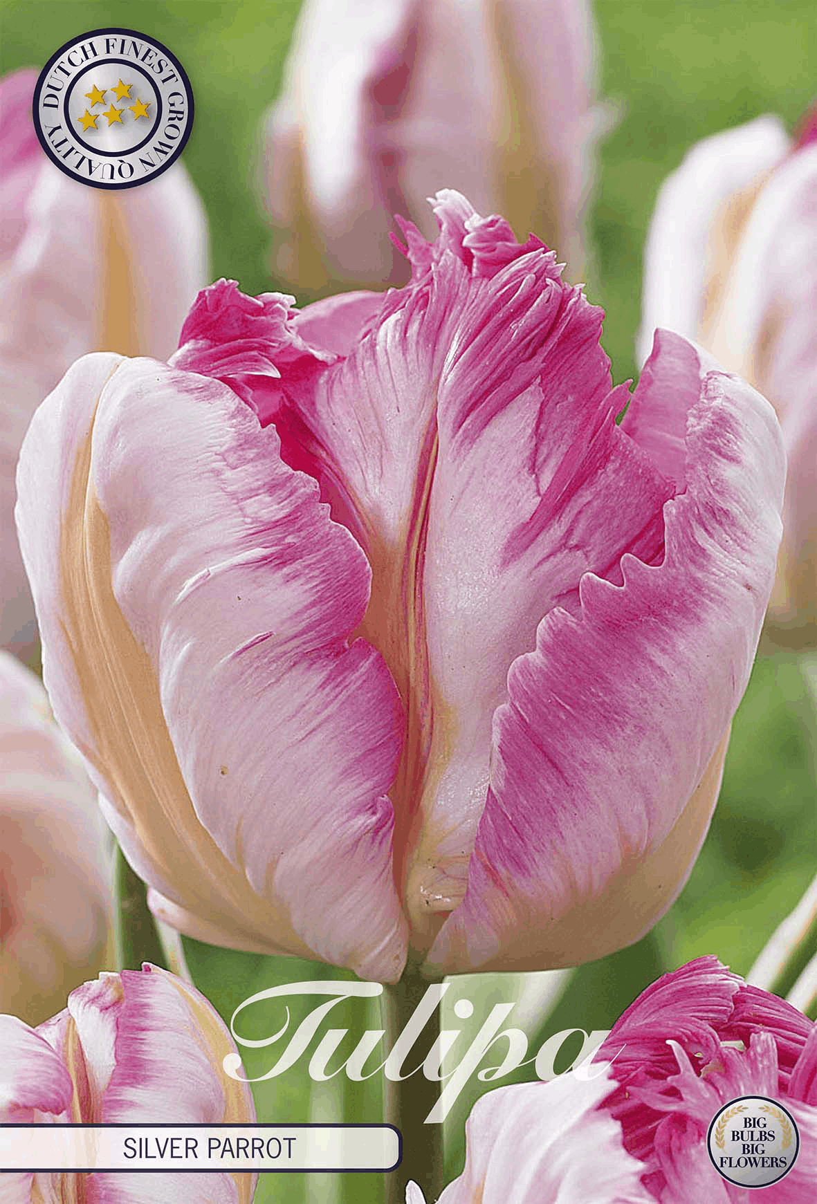 Tulipa Silver Parrot