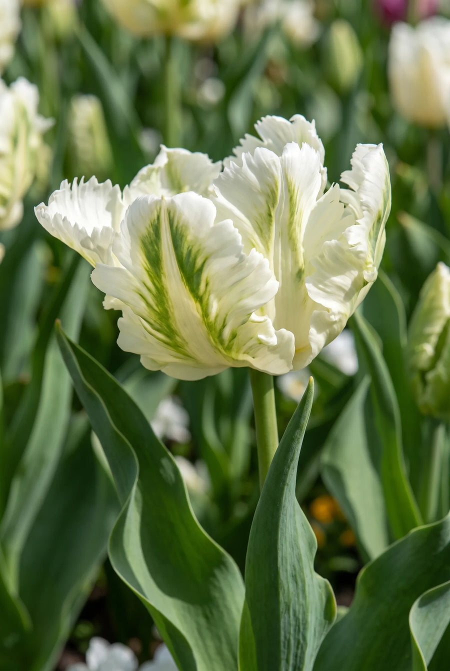 Tulipa Super Parrot — close-up van de bloem