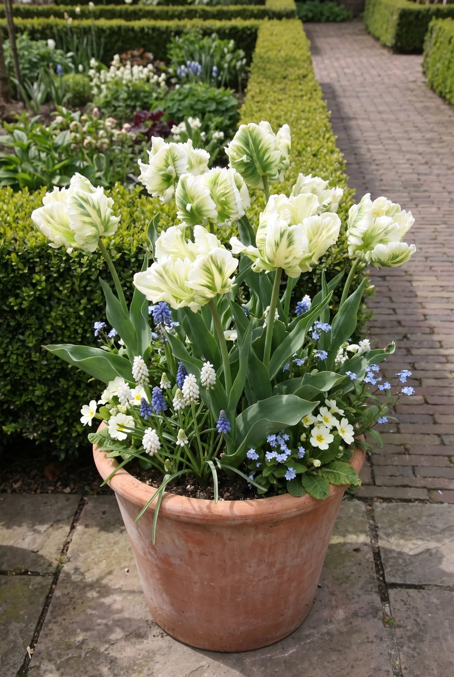 Tulipa Super Parrot — in pot op terras
