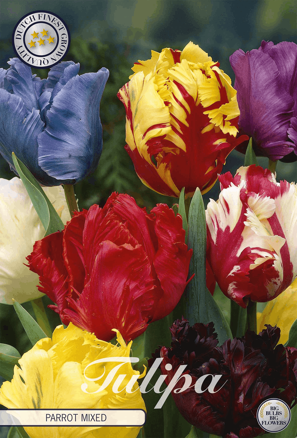 Tulipa Parrot Gemischt