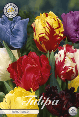 Tulipa Parrot Gemischt