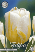 Tulipa Alfred Heineken