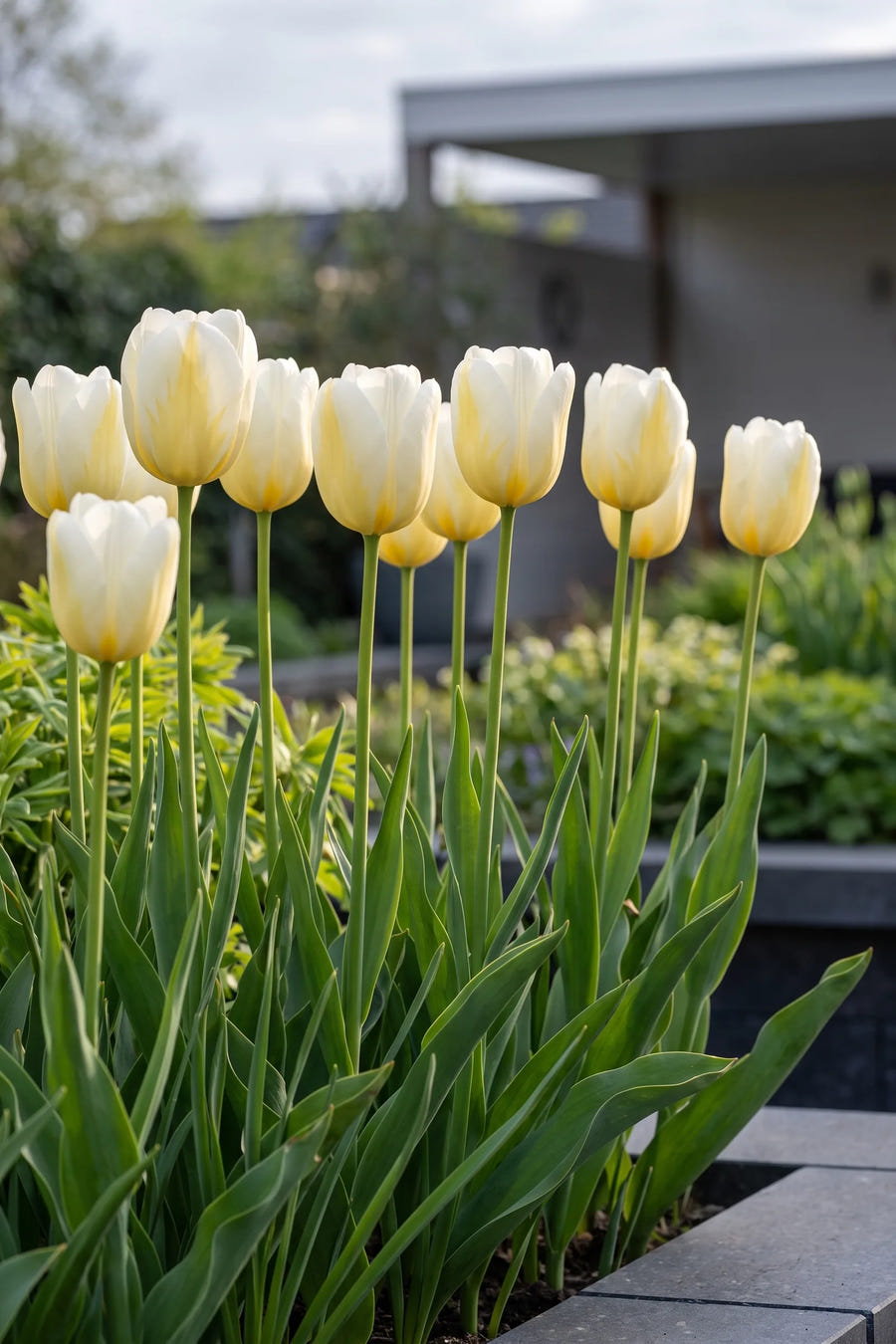 Groep Tulipa Alfred Heineken in een tuinborder