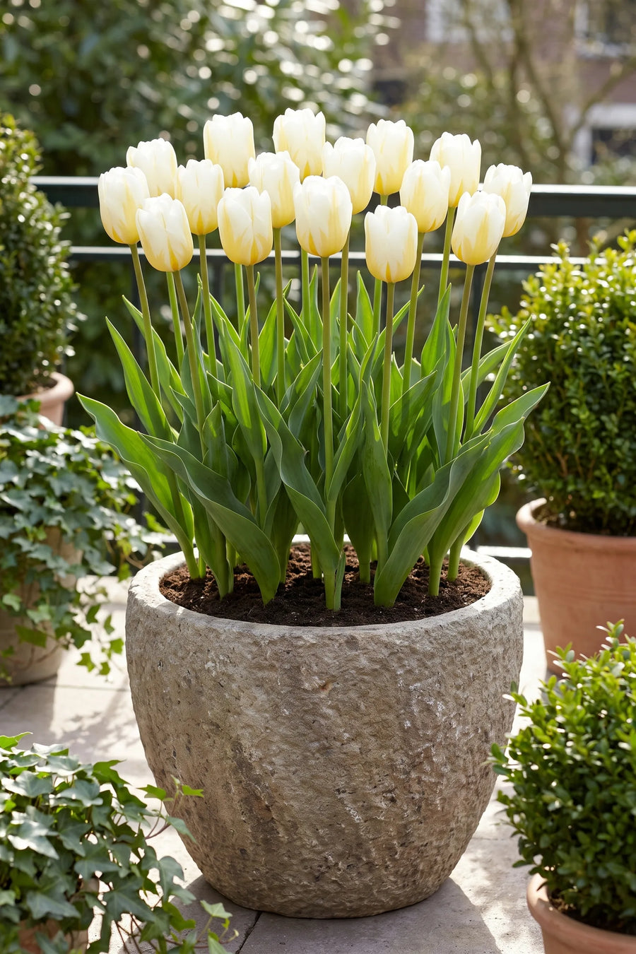 Tulipa Alfred Heineken in een pot op een terras