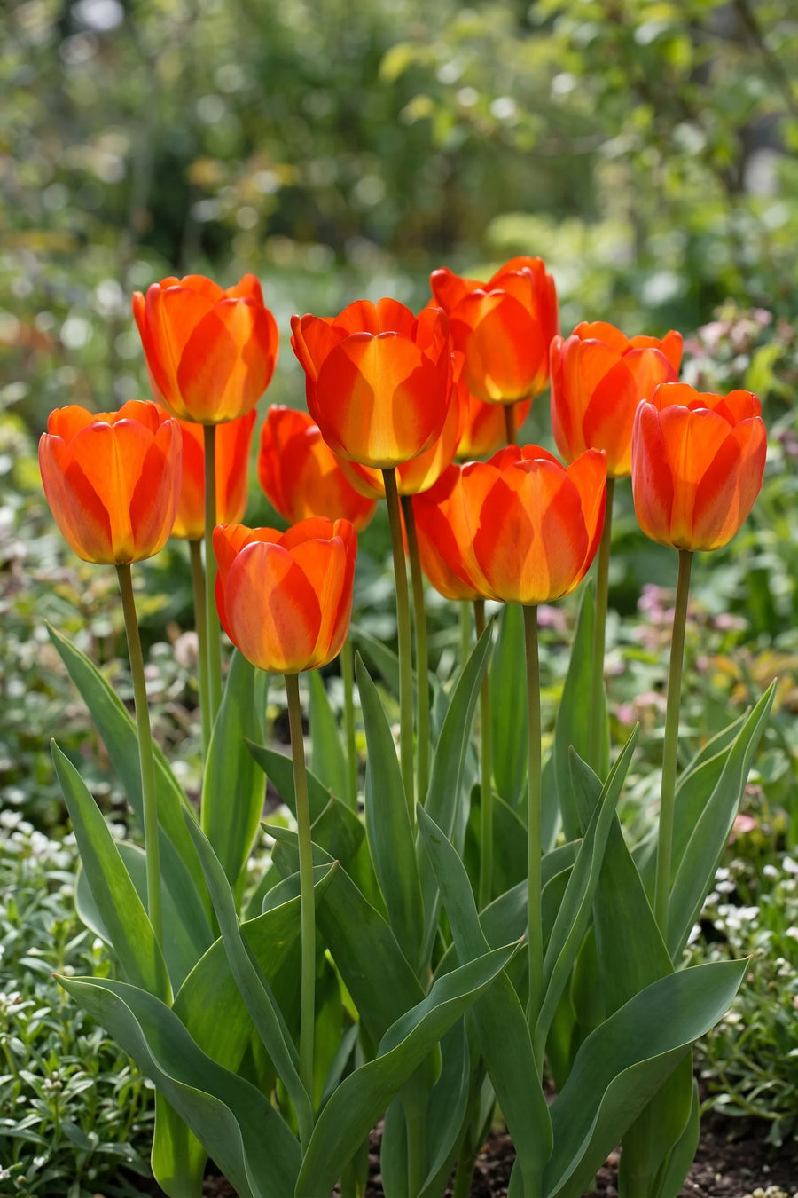 Groep Tulipa American Dream in een tuinborder