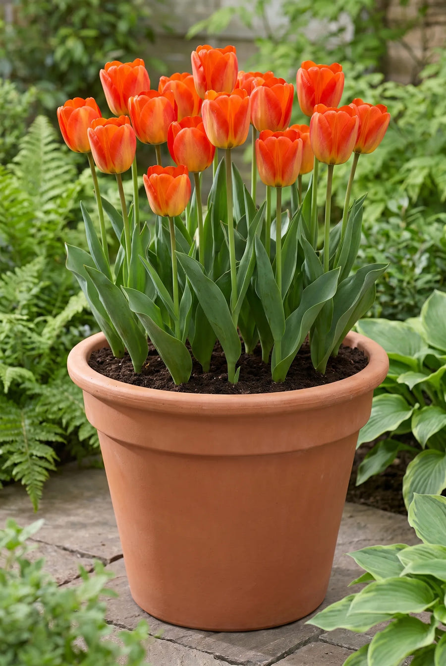 Tulipa American Dream — in pot op terras