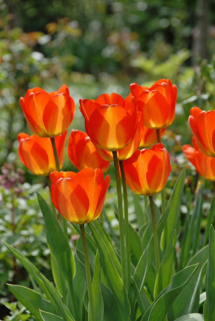 Tulipa American Dream — in de tuin