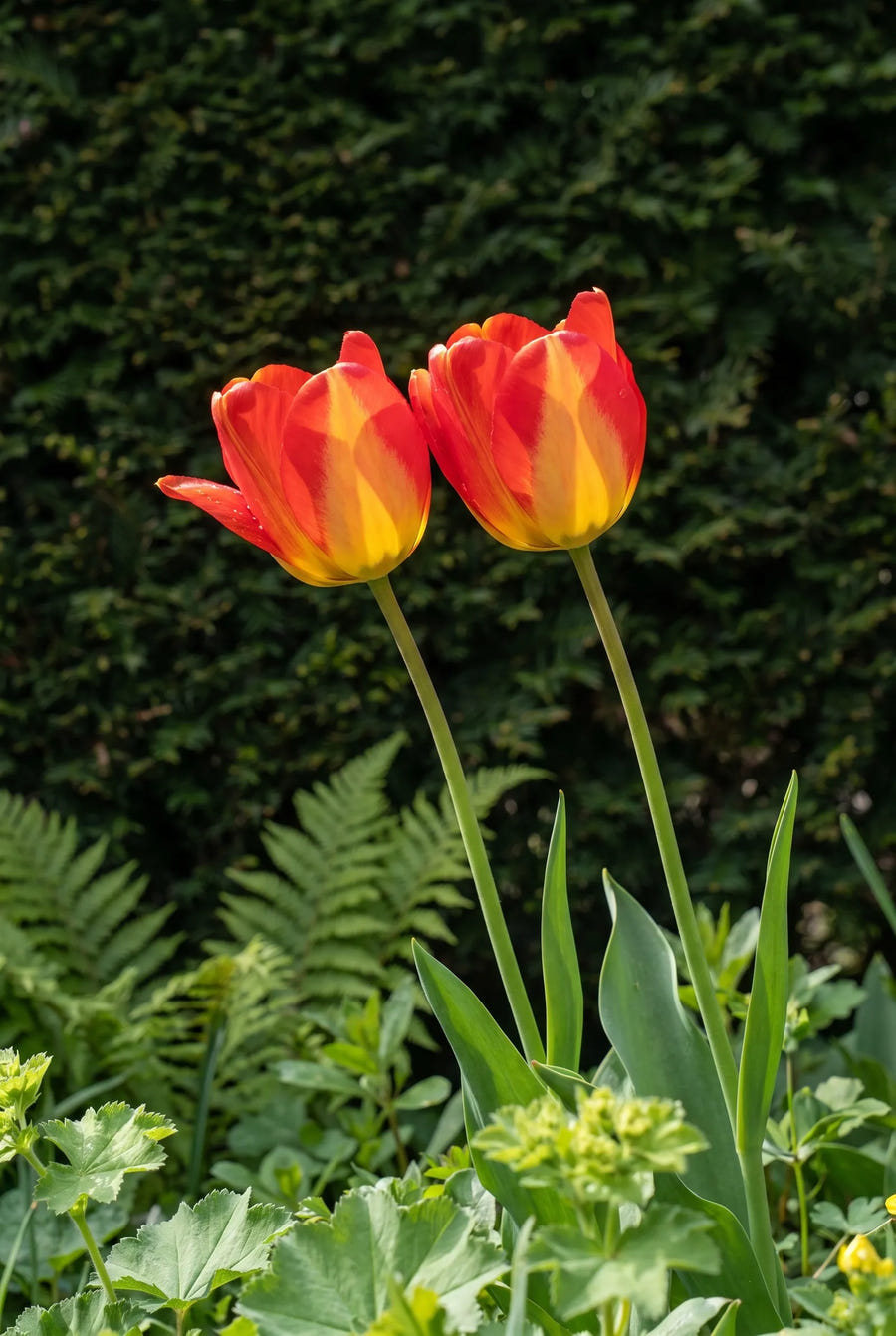 Tulpe American Dream, Stimmungsbild