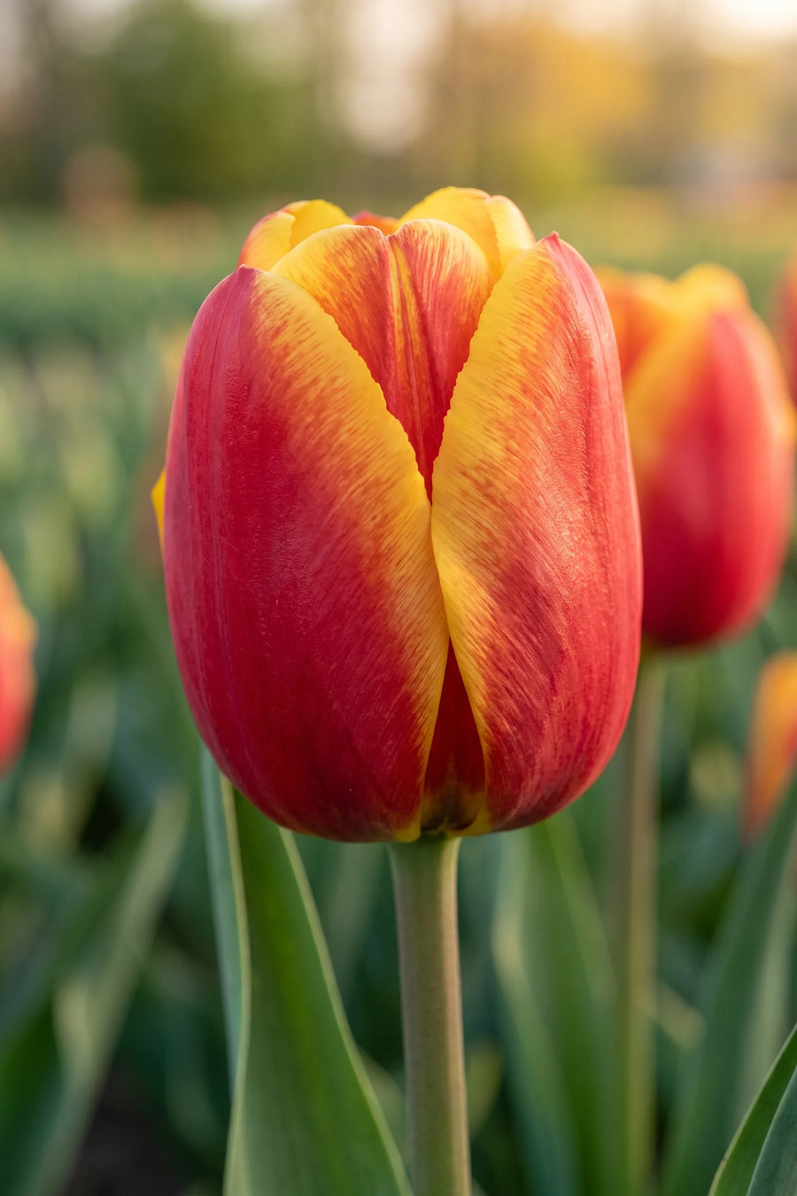 Close-up van de bloem van Tulipa Apeldoorn Elite