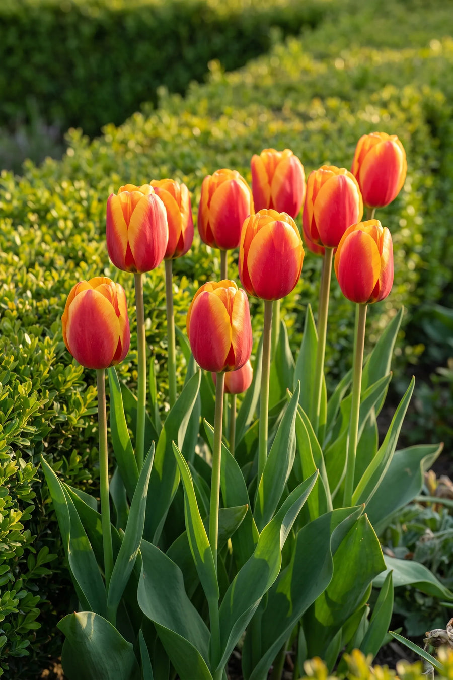 Groep Tulipa Apeldoorn Elite in een tuinborder