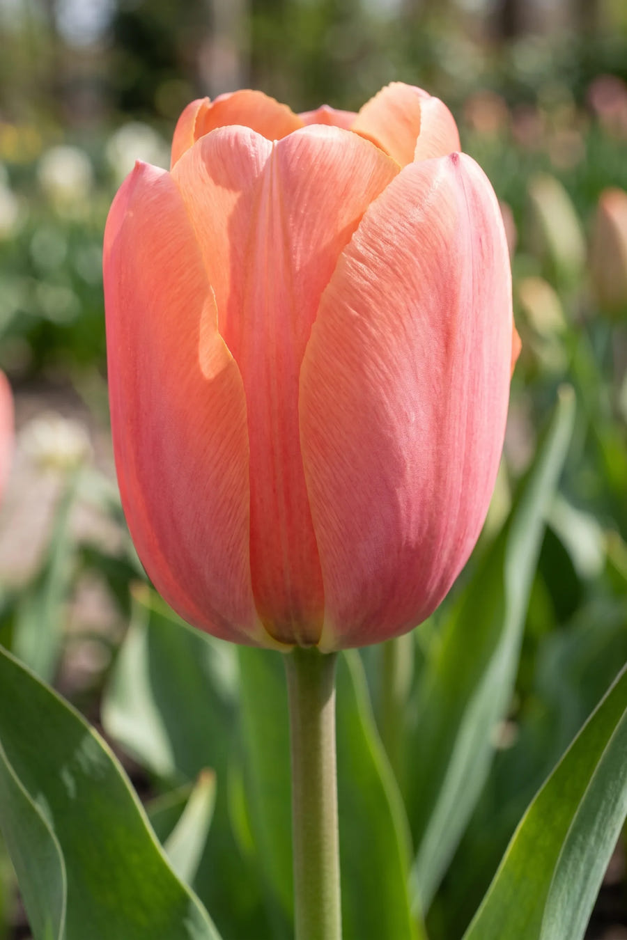 Close-up van de bloem van Tulipa Apricot Impression