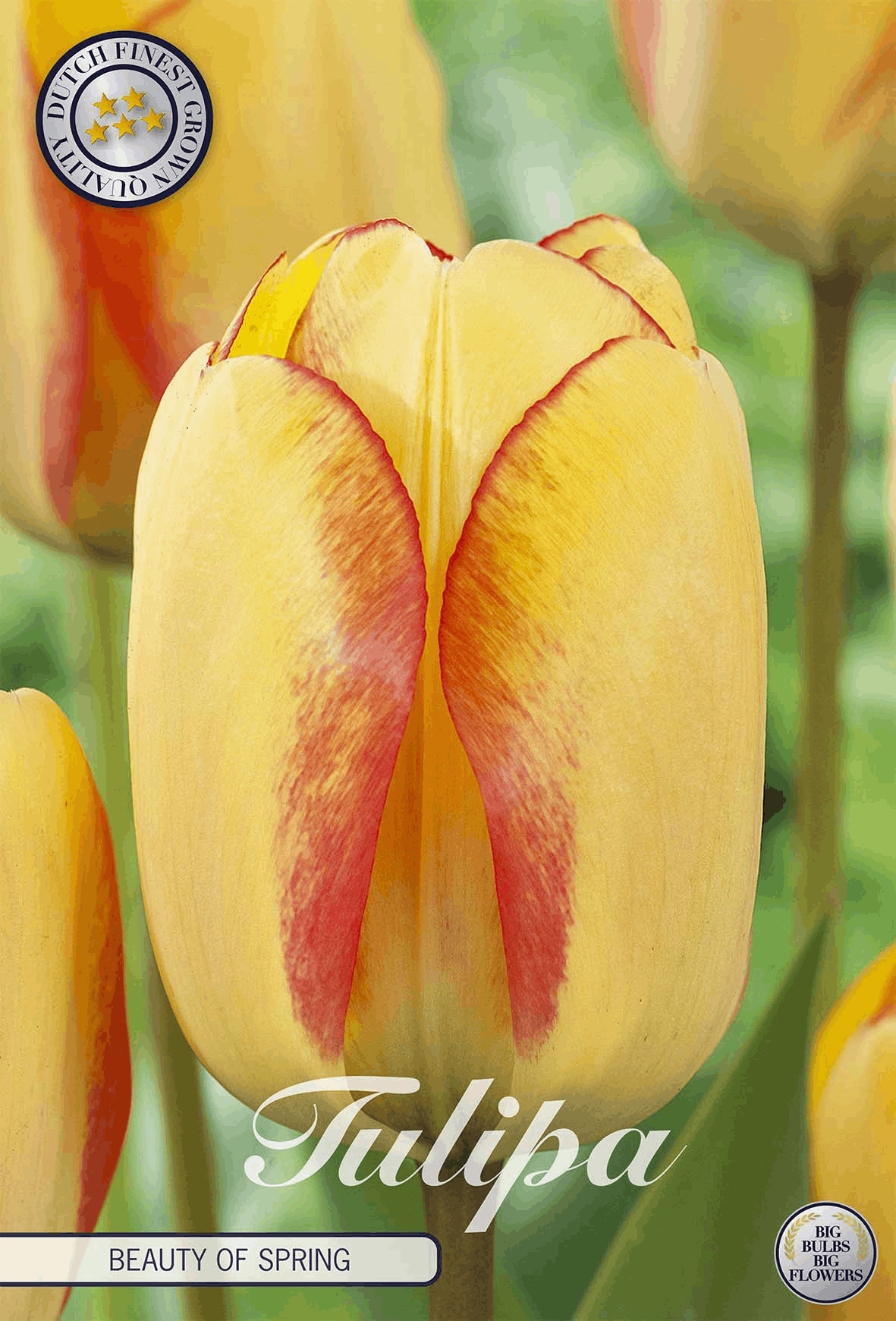 Tulpe Beauty of Spring
