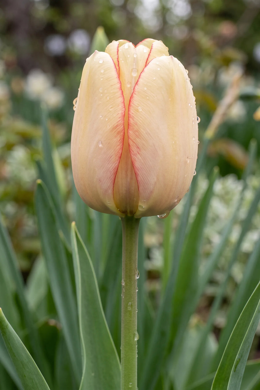 Close-up van de bloem van Tulipa Beauty of Spring