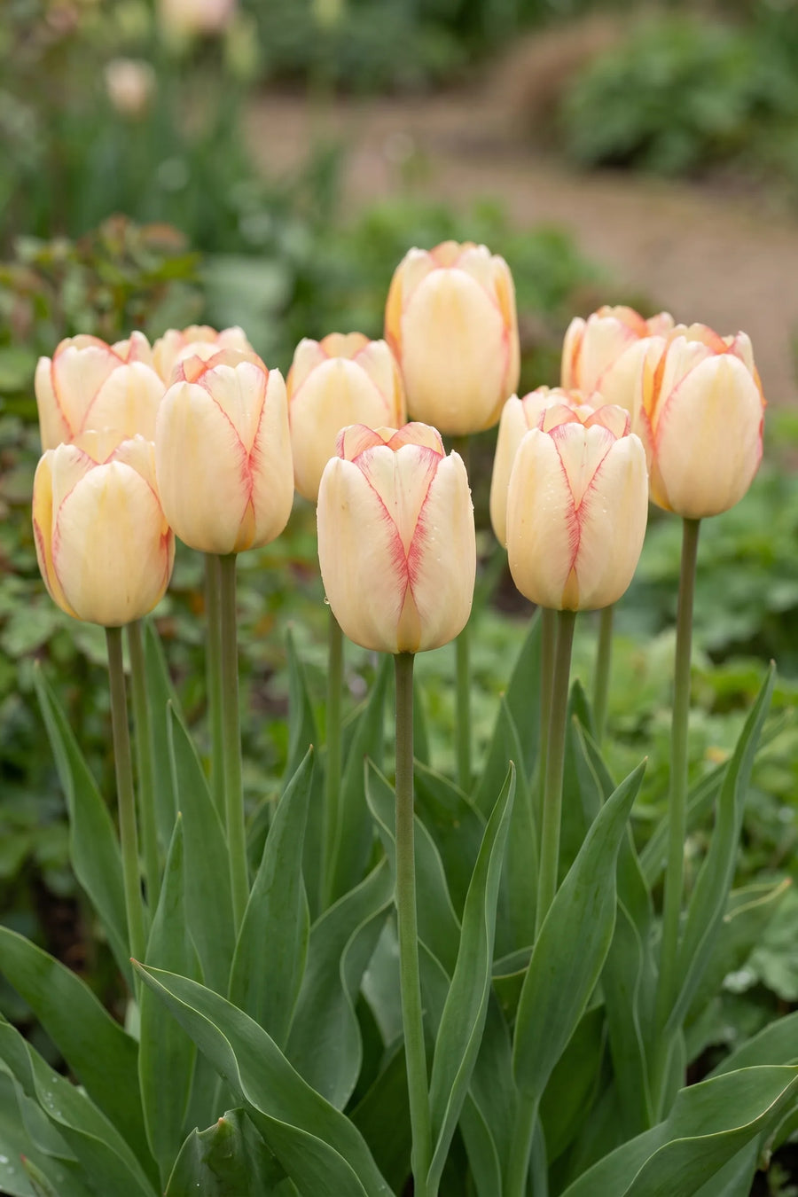 Groep Tulipa Beauty of Spring in een tuinborder