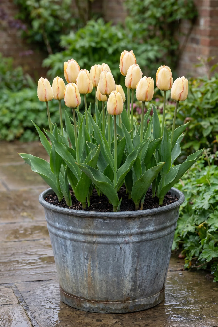 Tulipa Beauty of Spring in een pot op een terras