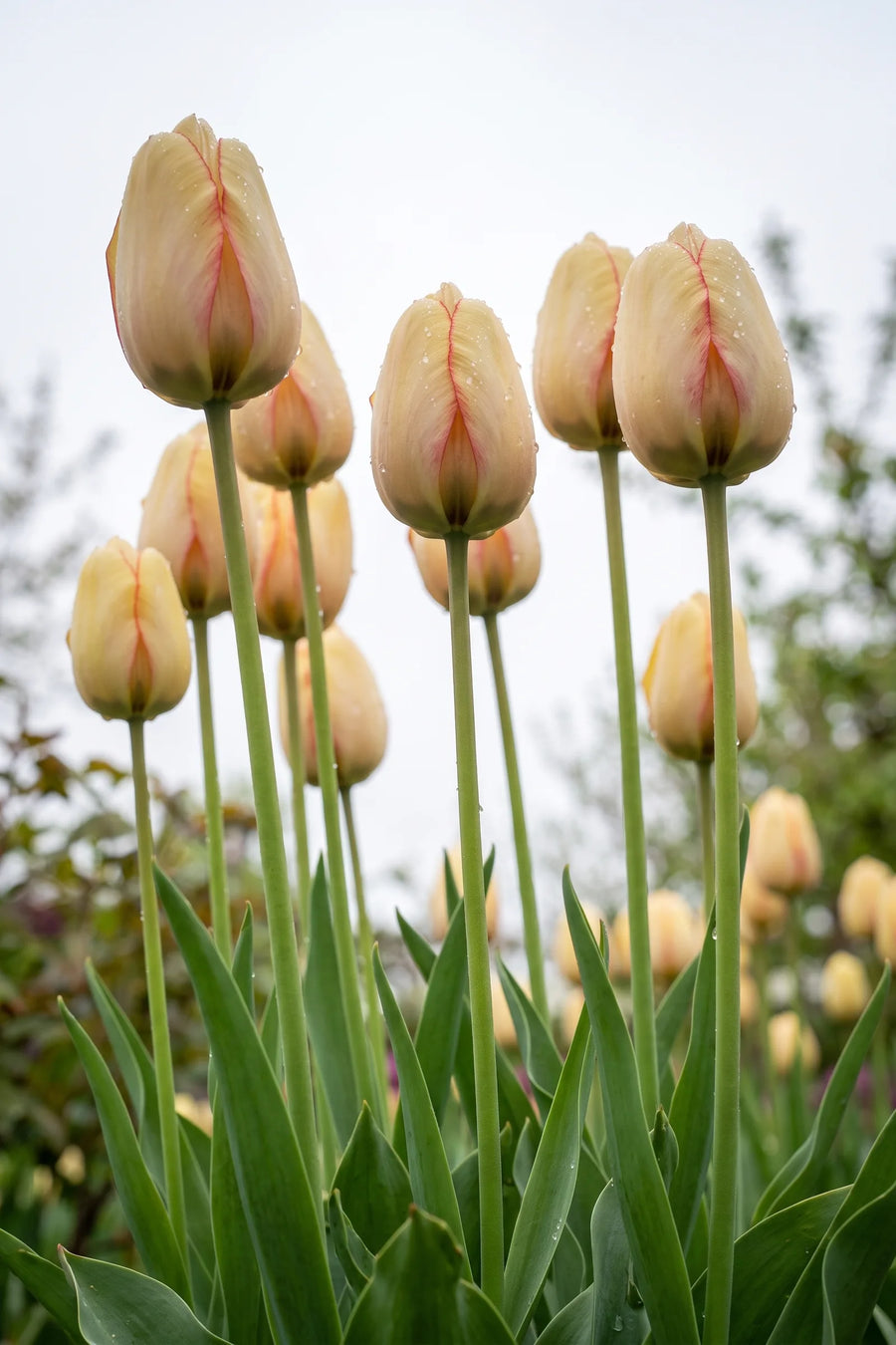 Tulipa Beauty of Spring vanuit een natuurlijke tuinhoek