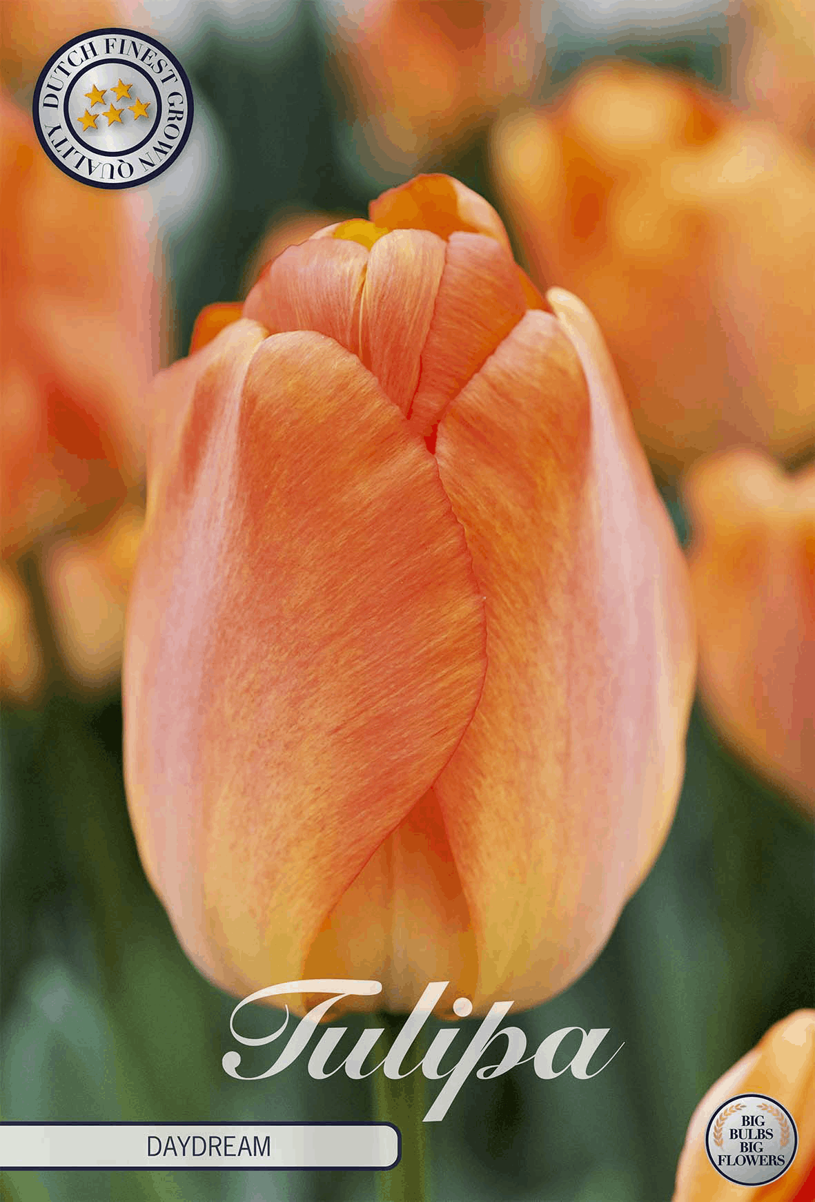 Tulpe Daydream
