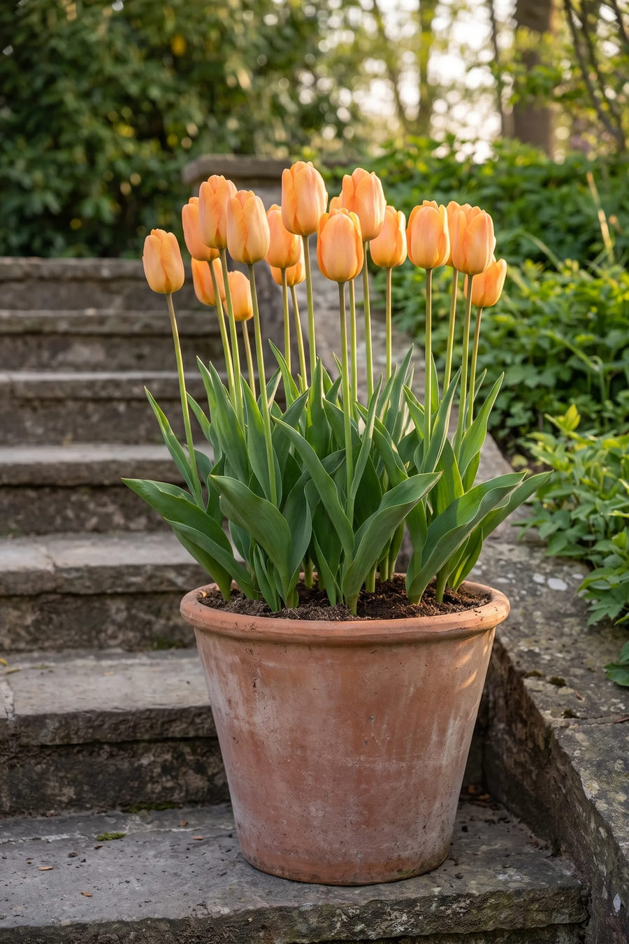 Tulipa Daydream in een pot op een terras