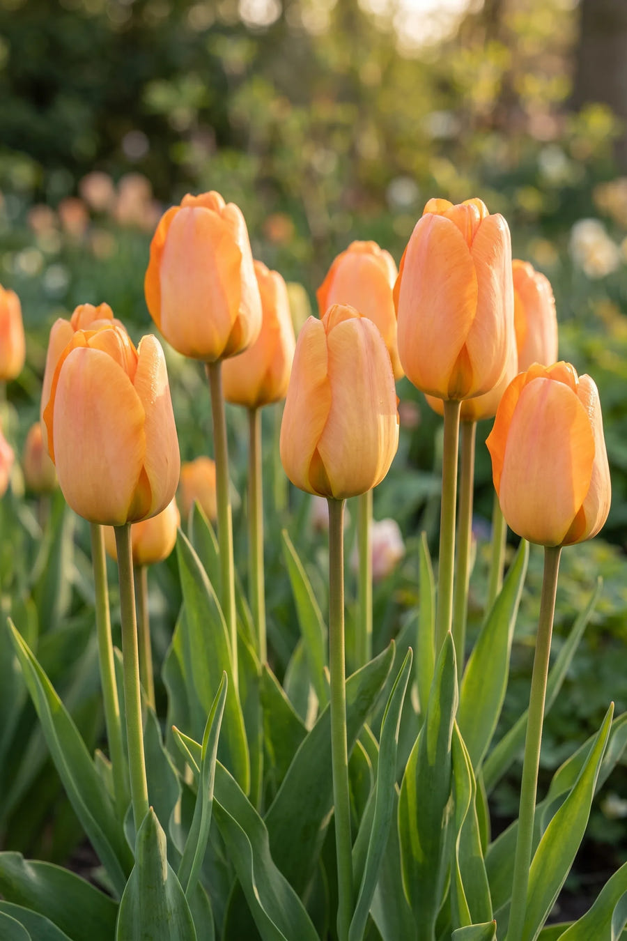 Tulipa Daydream vanuit een natuurlijke tuinhoek