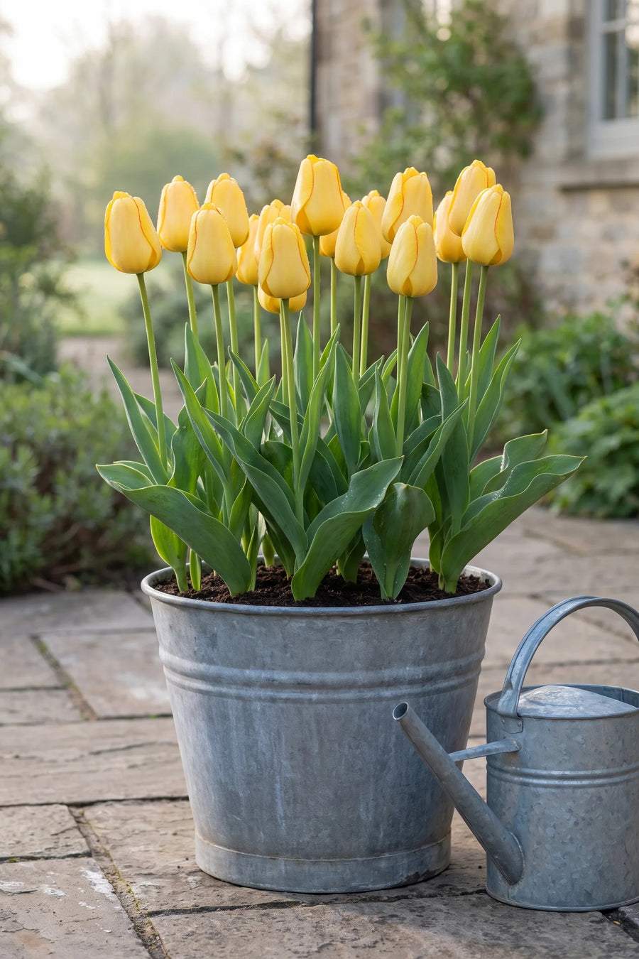 Tulipa Golden Parade in een pot op een terras