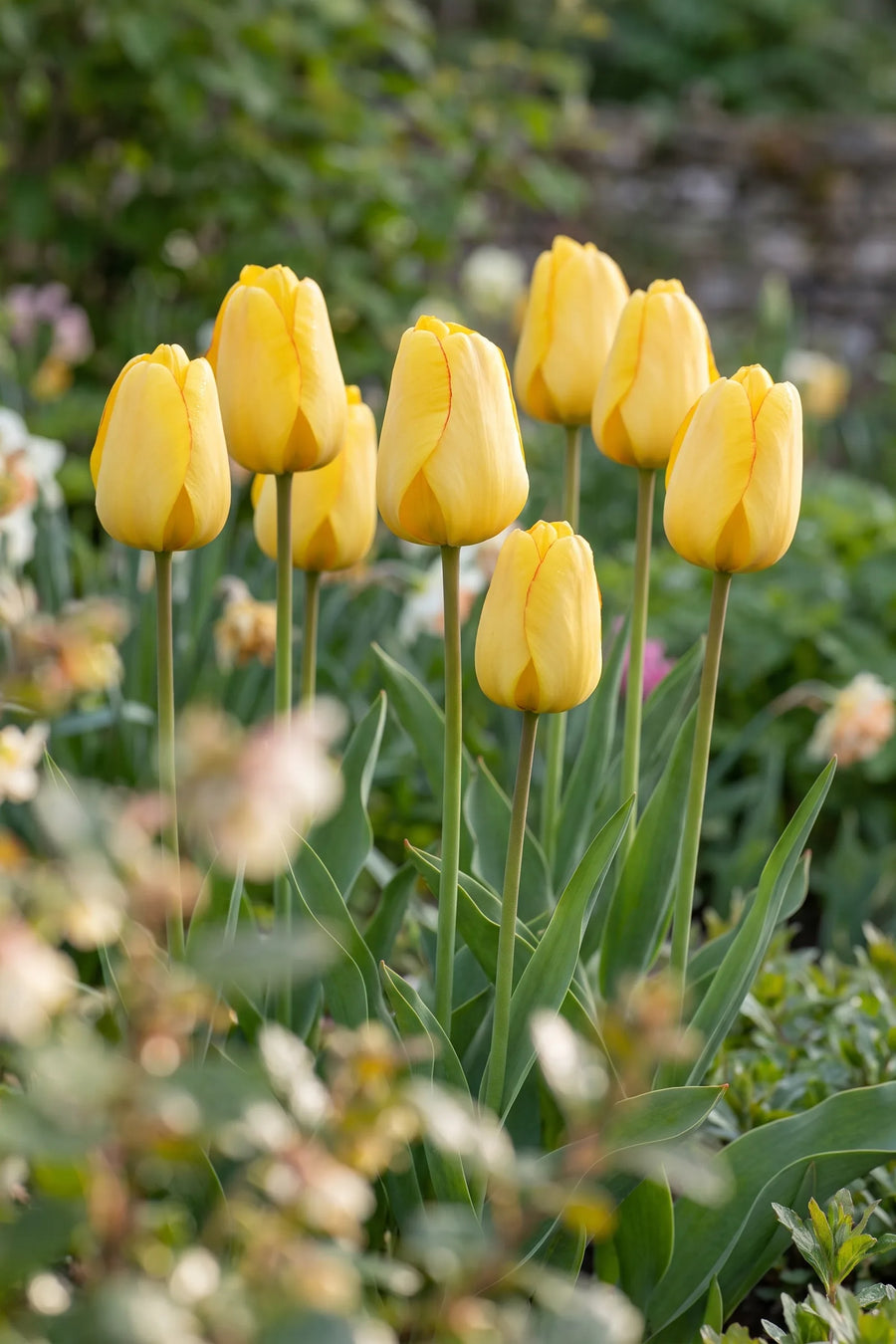 Tulipa Golden Parade vanuit een natuurlijke tuinhoek