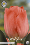 Tulipa Hans Brinker