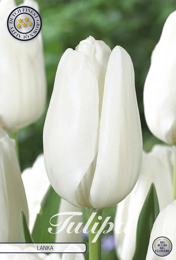 Tulipa Lanka
