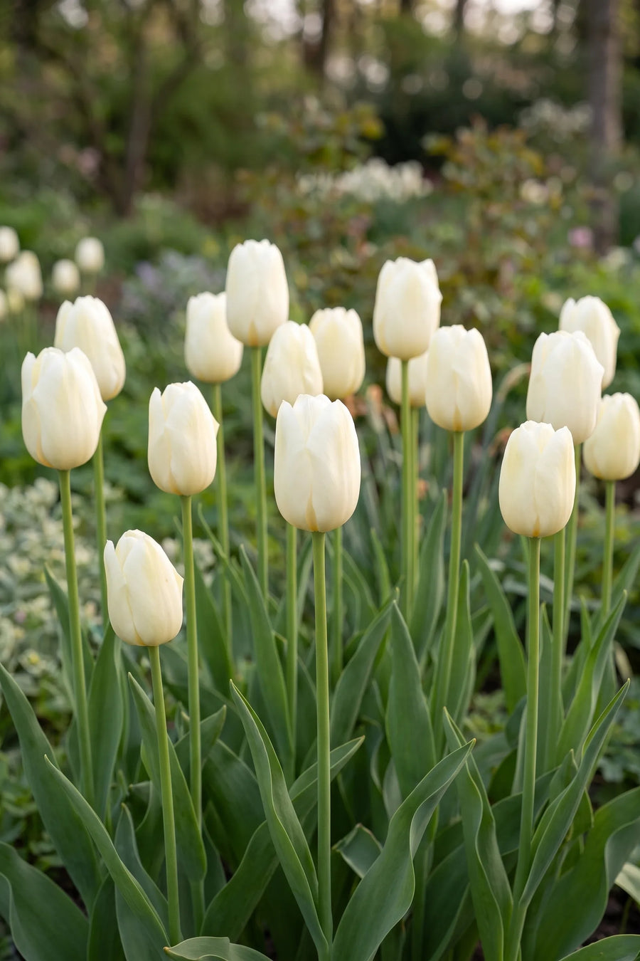 Tulipa Lanka vanuit een natuurlijke tuinhoek