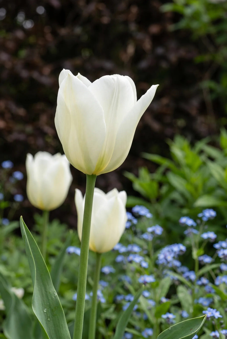 Tulipa Lanka — sfeerbeeld