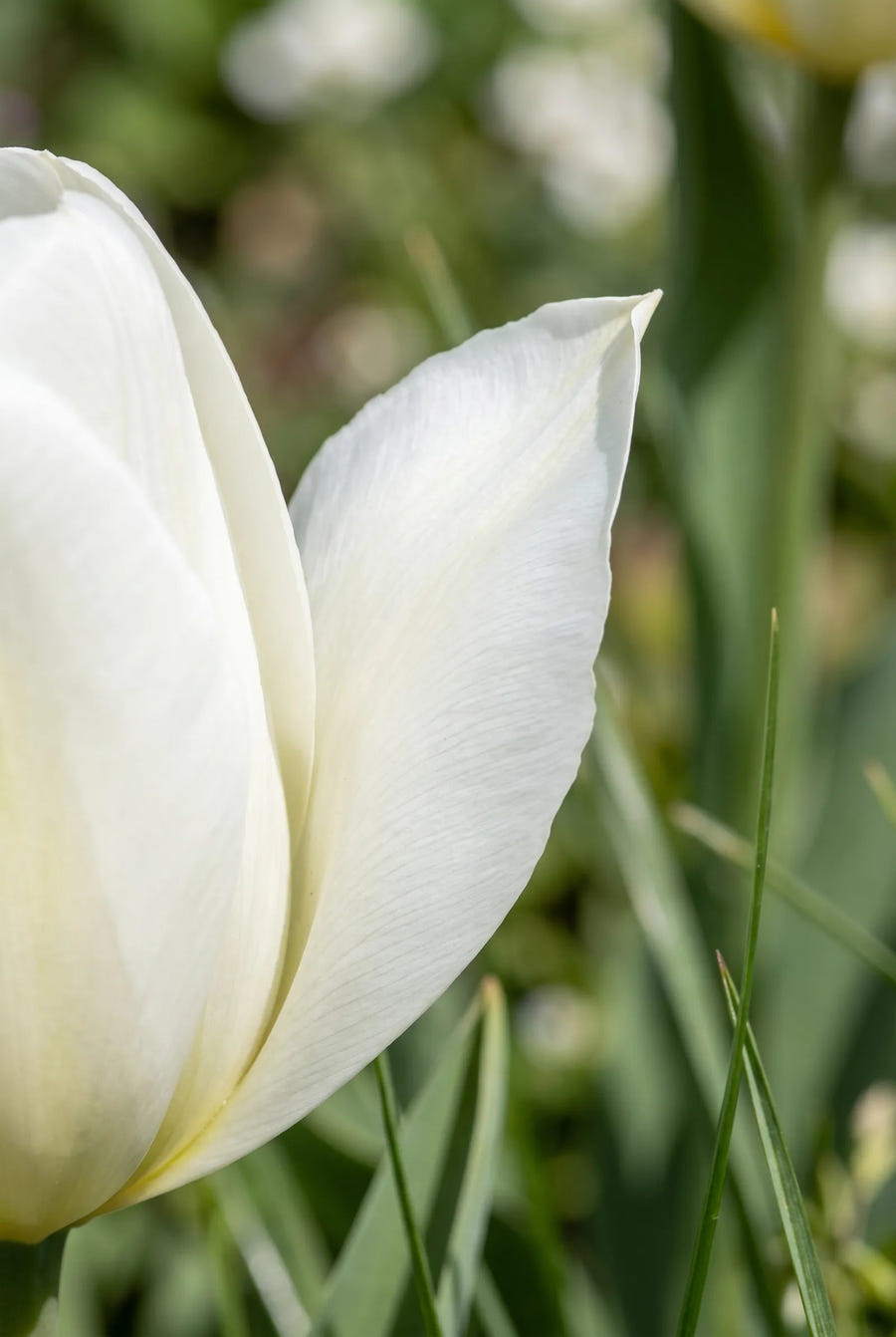 Tulipa Lanka — macro-detail van de bloemblaadjes