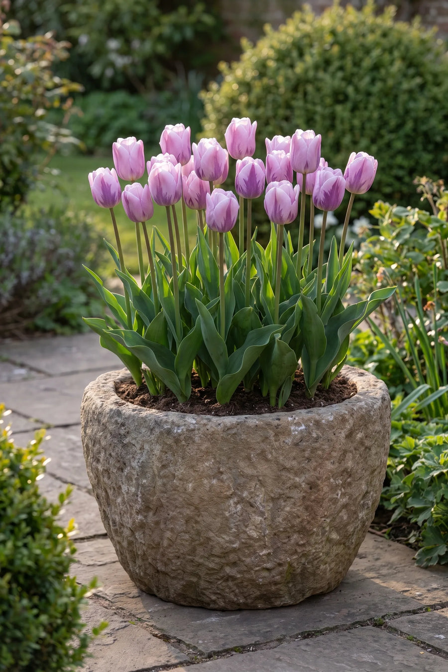 Tulipa Light and Dreamy in een pot op een terras