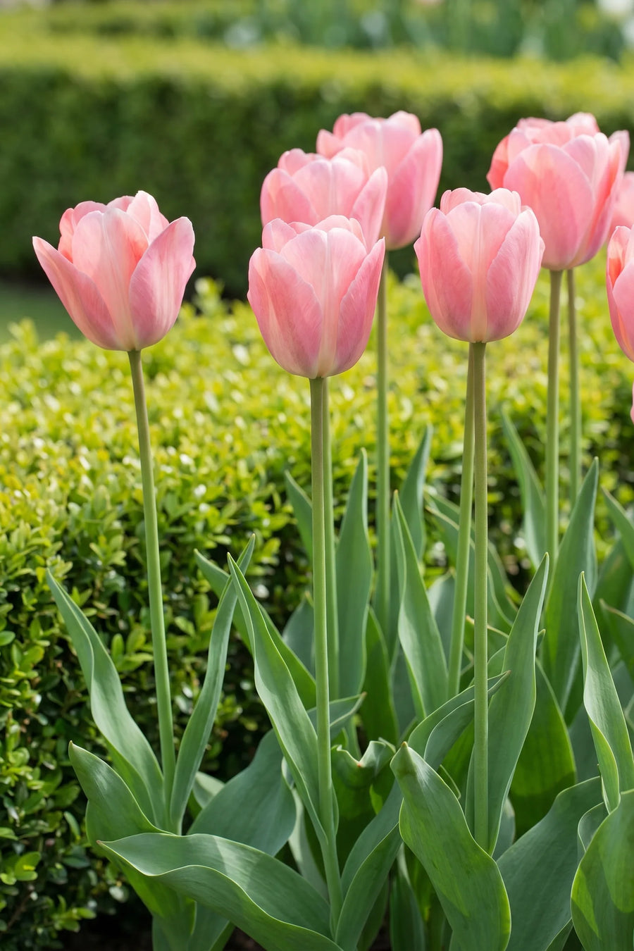 Tulipa Mystic van Eijk in bloei in een voorjaarsborder