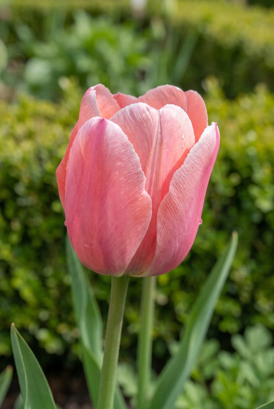 Tulipa Mystic van Eijk — close-up van de bloem