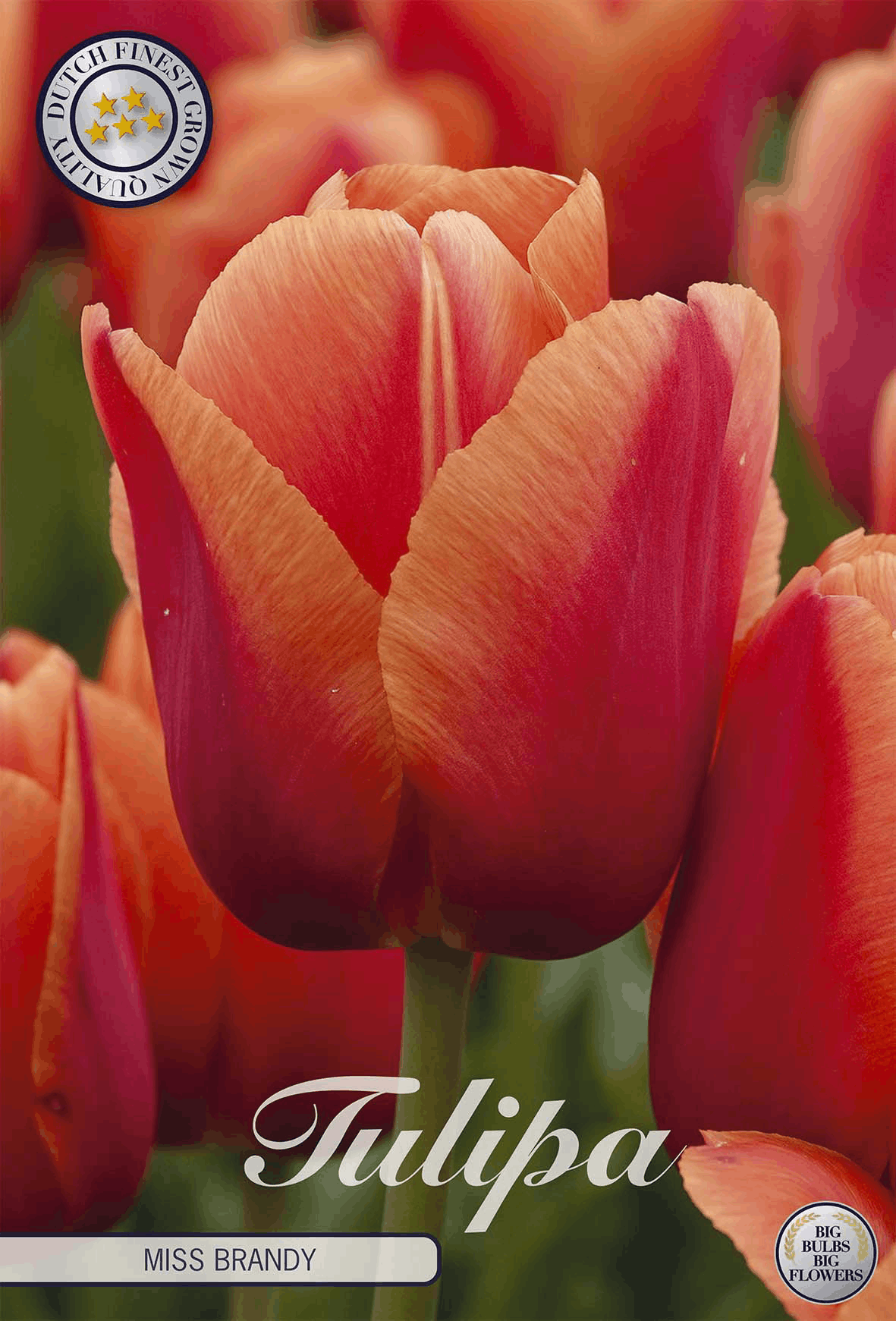 Tulipa Miss Brandy