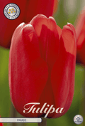 Tulipa Parade