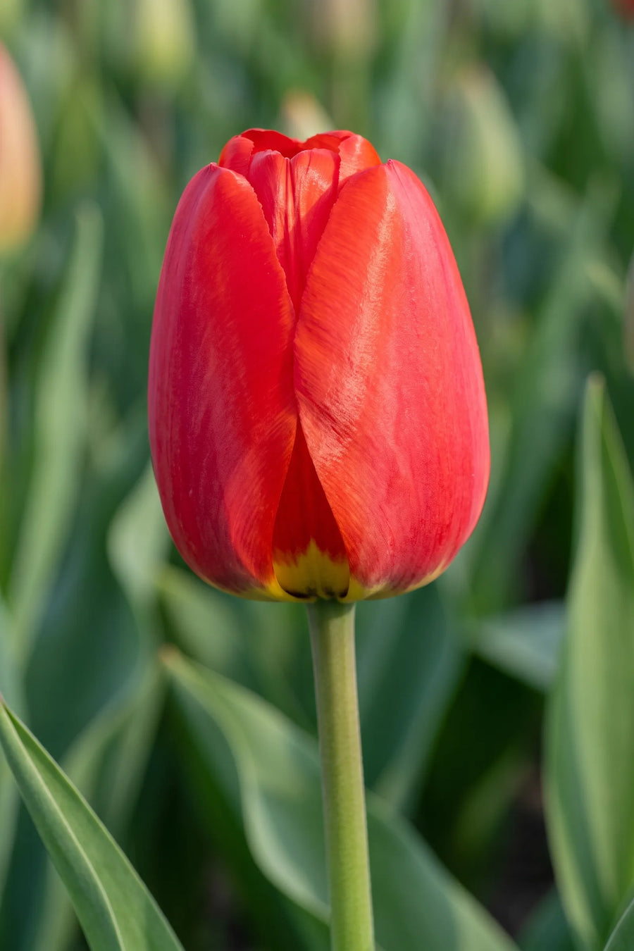 Close-up van de bloem van Tulipa Parade