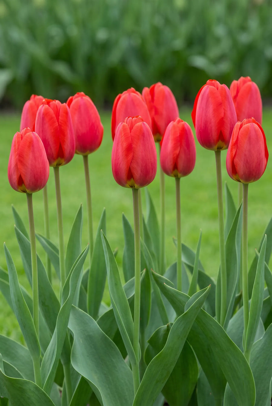 Tulipa Parade — groep in de tuinborder