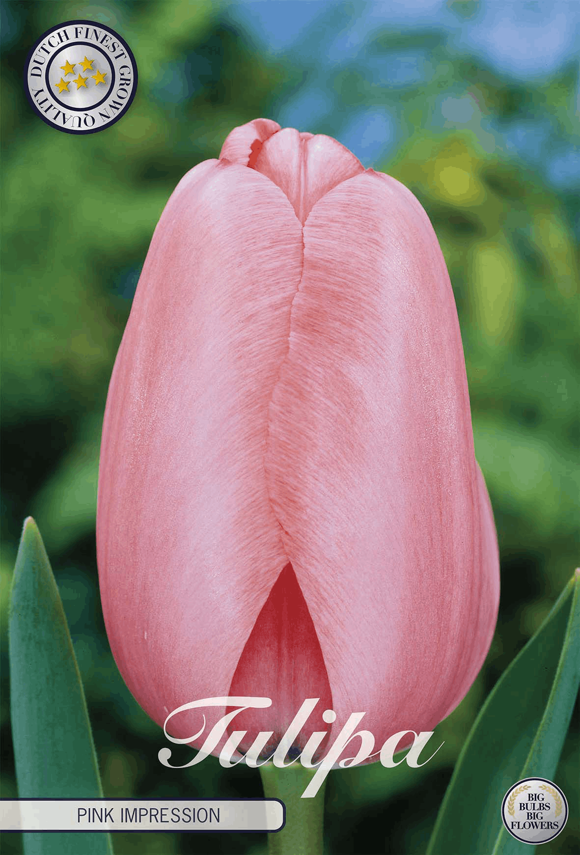 Tulipa Pink Impression