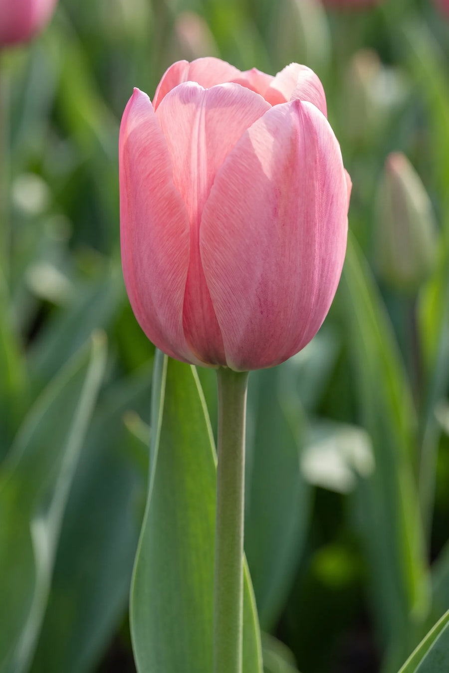 Close-up van de bloem van Tulipa Pink Impression