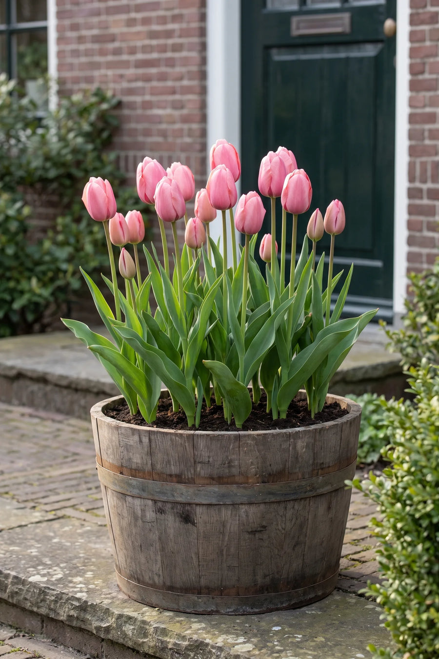 Tulipa Pink Impression in een pot op een terras