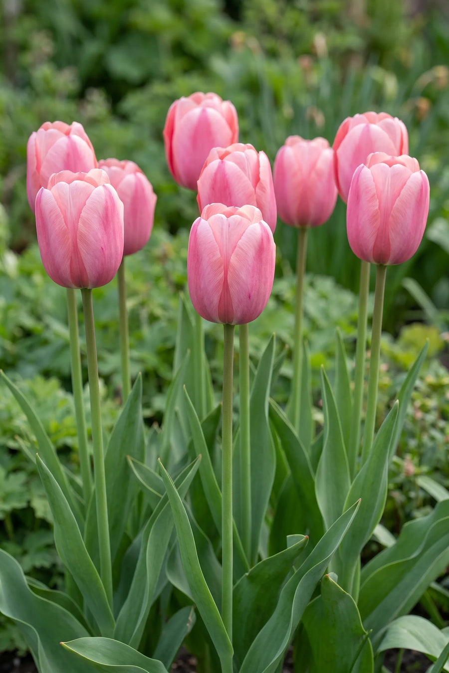 Tulipa Pink Impression vanuit een natuurlijke tuinhoek