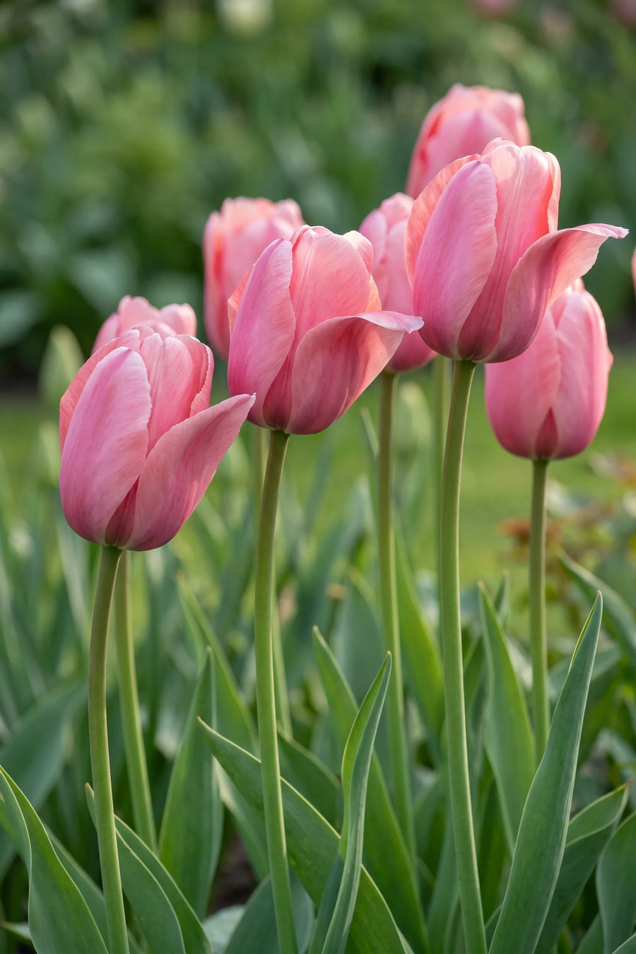 Detail van de bloemblaadjes van Tulipa Pink Impression