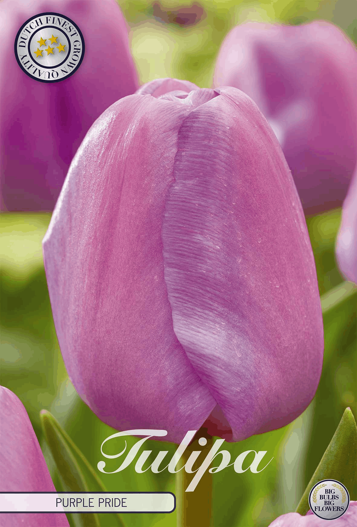 Tulpe Purple Pride