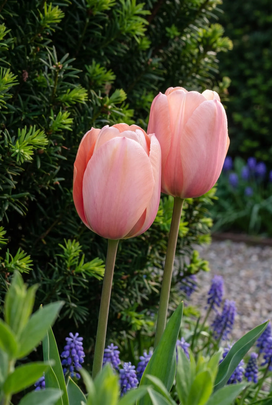 Tulipa Salmon Impression — sfeerbeeld