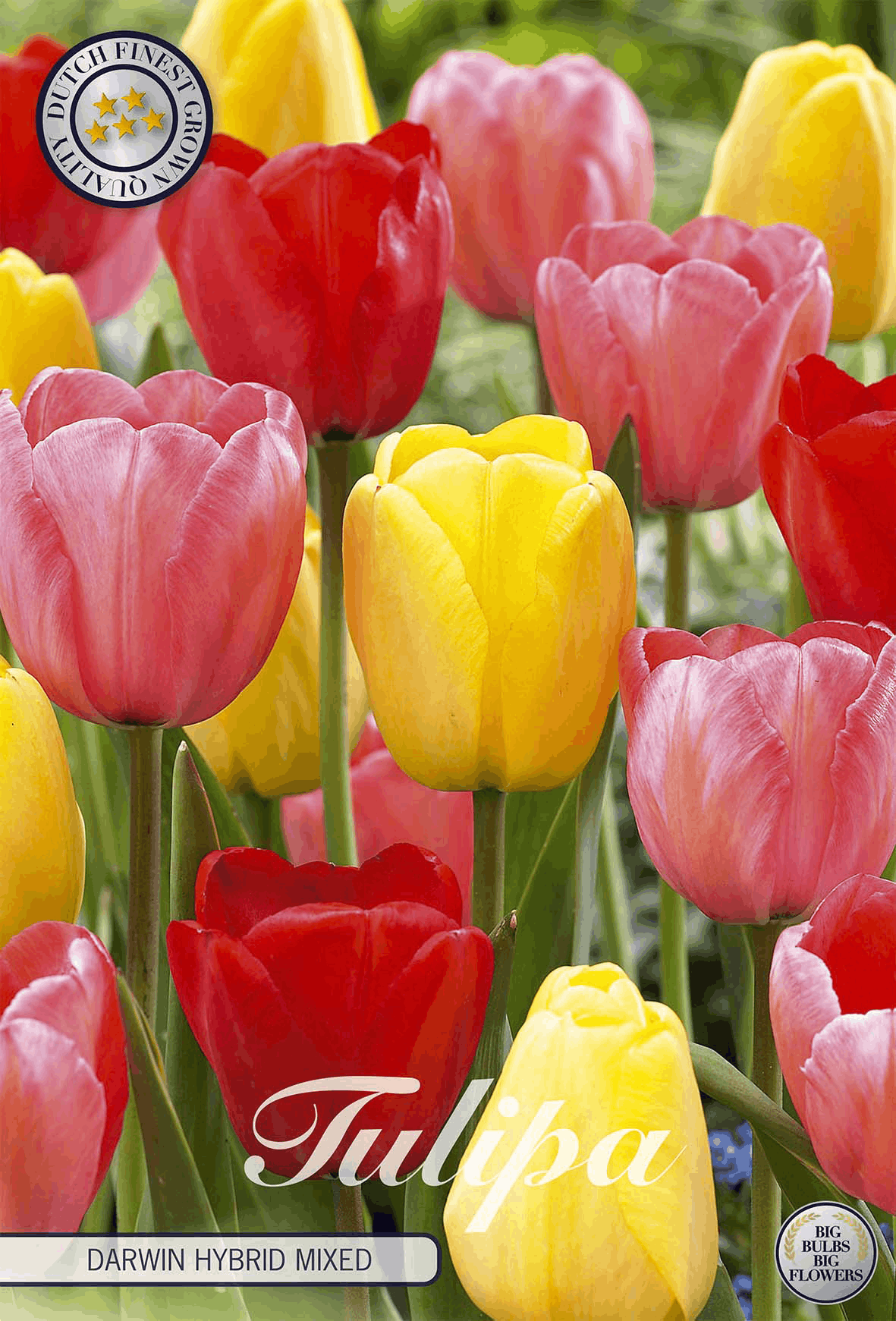 Tulipa Darwin Hybrid Gemischt