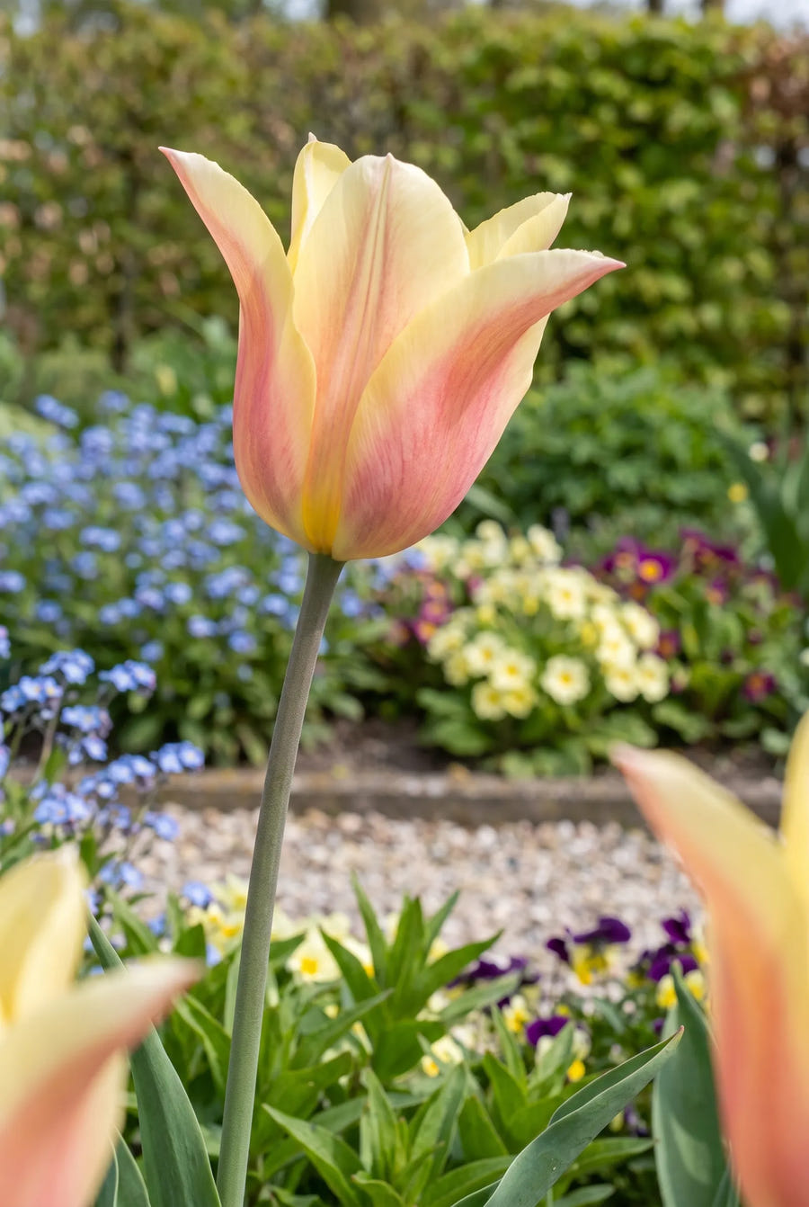 Tulipa Blushing Lady close-up van de bloem