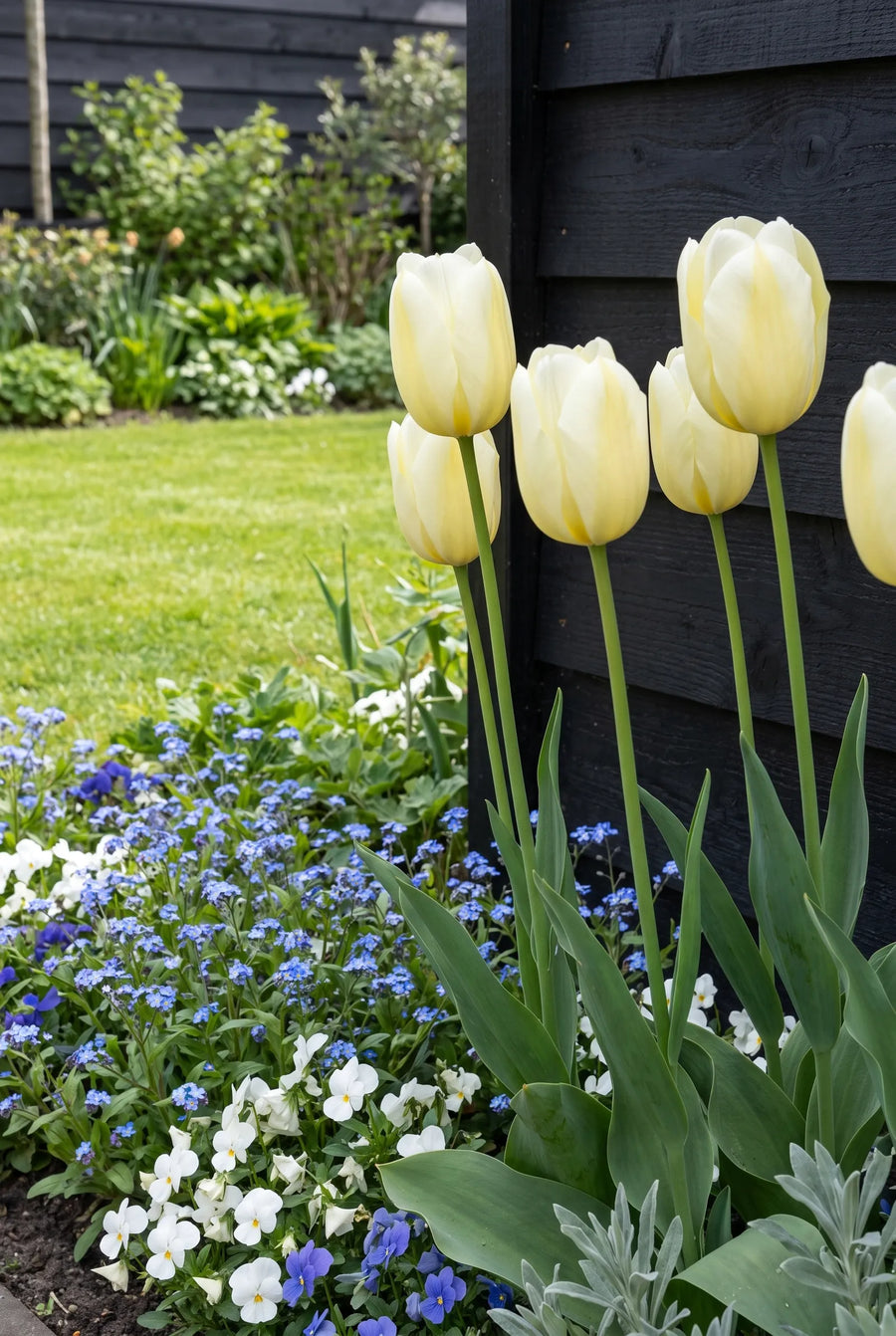 Tulipa City of Vancouver in de border