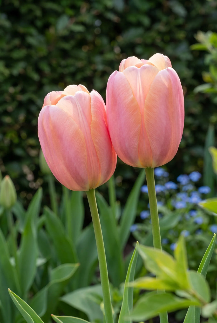 Tulipa Menton sfeerbeeld